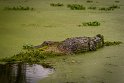 043 Lake Martin, alligator, Breaux Bridge